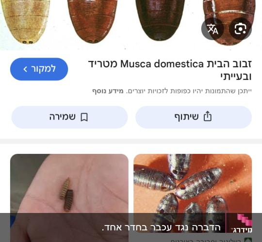 תמונות של גלמים וחרקים הקשורים להדברה